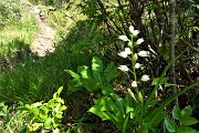 42 In zona 'Mughera' fiori di Cefalantera maggiore (Cephalanthera longifolia) 